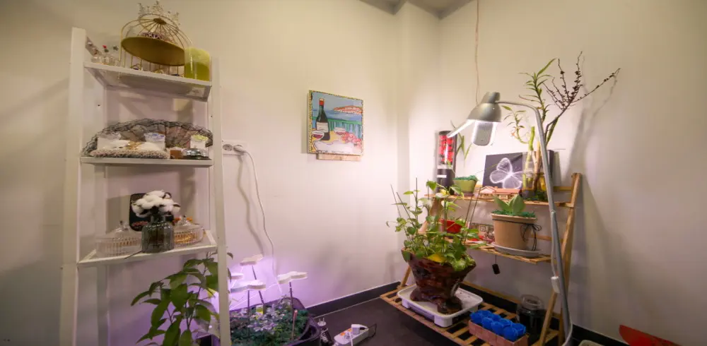 약손홍시바디체인지